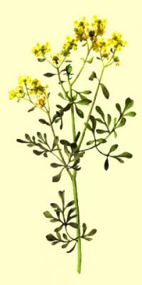Plantas Mägicas (RUDA)